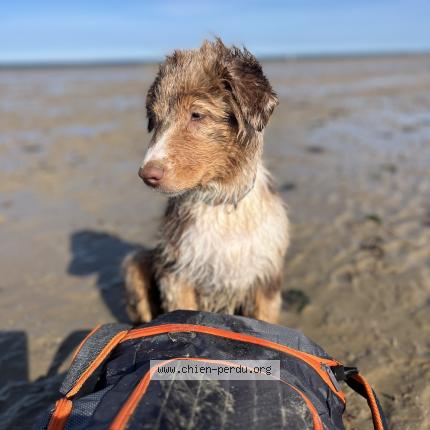 Photo 1/1 Chien retrouvé Perdu à Ifs