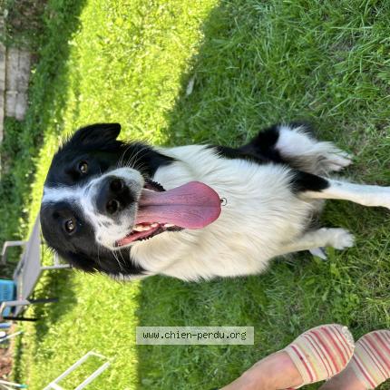 Photo 1/1 Chien retrouvé Trouvé à Allier