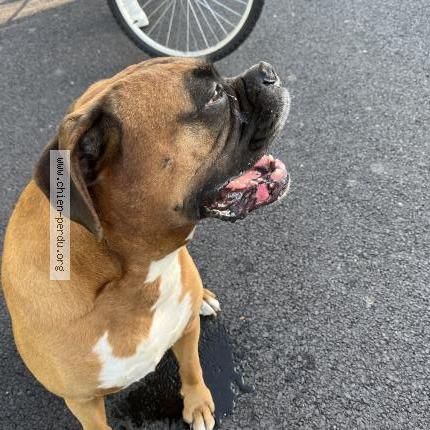 Photo de chien trouvé à Fervaques