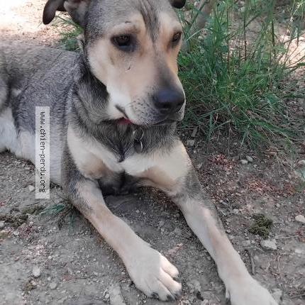 Photo 1/1 Chien retrouvé Perdu à Nimes