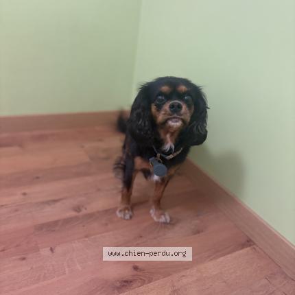 Photo de chien trouvé à Bouray Sur Juine