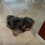 Photo de chien perdu à Santo Domingo