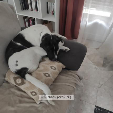 Photo de chien perdu à Saint Just Sauvage