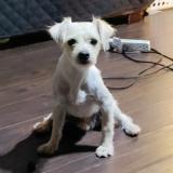 Photo de chien perdu à Victorville