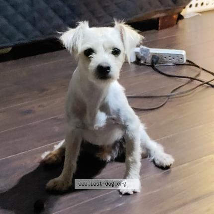 Photo 1/1 Fatboi Chien perdu à Victorville