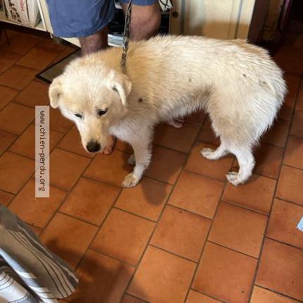 Photo 1/1 Chien retrouvé Trouvé à Brissarthe