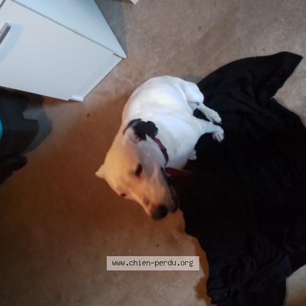 Photo de chien trouvé à Martinet