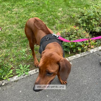 Photo de chien trouvé à Drouvin Le Marais