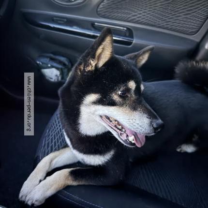 Photo 1/1 Chien retrouvé Trouvé à Frejus