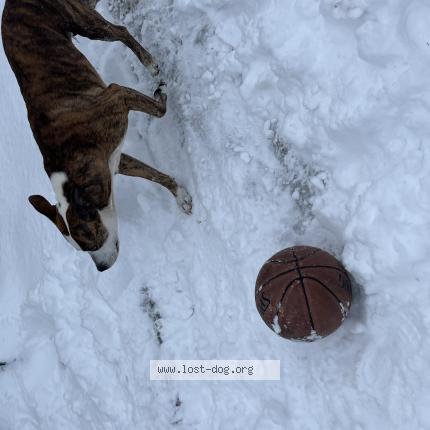 Photo 1/1 Precious Chien perdu à Glen burnie