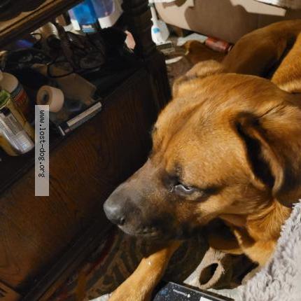 Photo 1/1 Bandit Chien perdu à Nanaimo