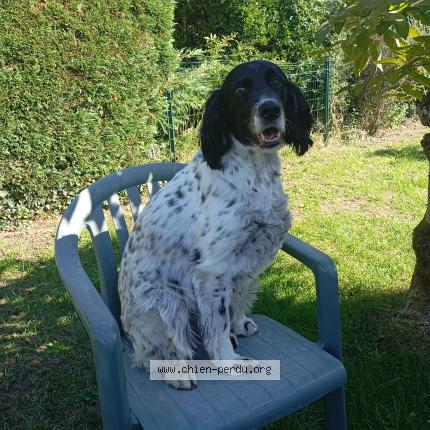 Photo de chien perdu à Blaye