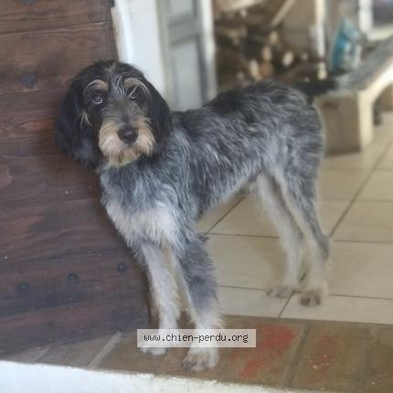 Photo 1/1 Alex Chien perdu à Senaux