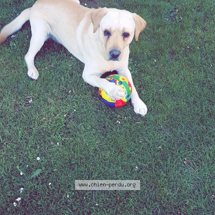 Photo de chien perdu à Languidic