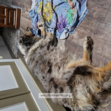 Photo de chien trouvé à Chocques