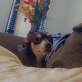 Photo de chien perdu à Houston