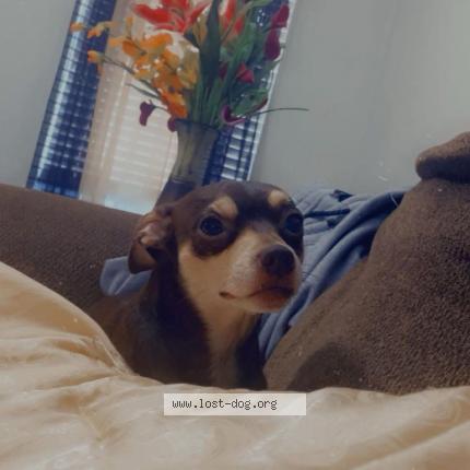 Photo 1/1 Hershe Chien perdu à Houston