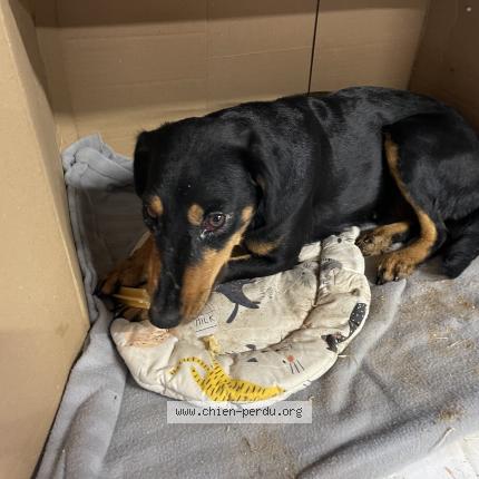 Photo de chien trouvé à Saint Blancard