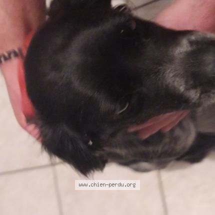 Photo de chien trouvé à Marsan