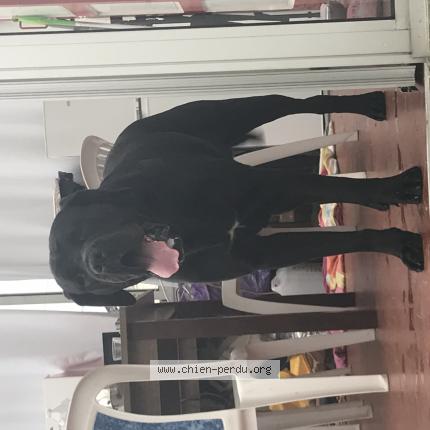 Photo 1/1 Chien retrouvé Perdu à Morestel