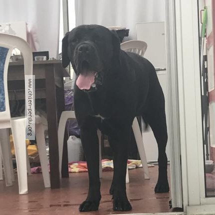 Photo 1/1 Chien retrouvé Perdu à Morestel