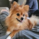 Photo de chien perdu à Columbus