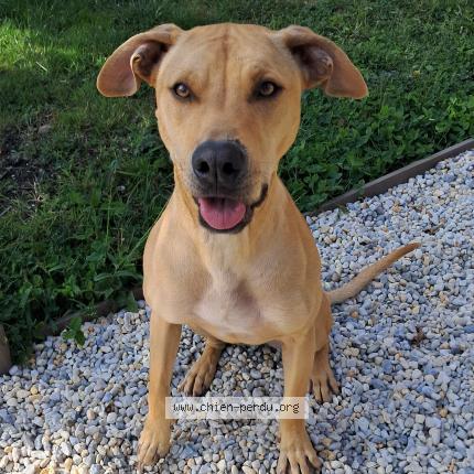 Photo 1/1 Chien retrouvé Perdu à Canapville