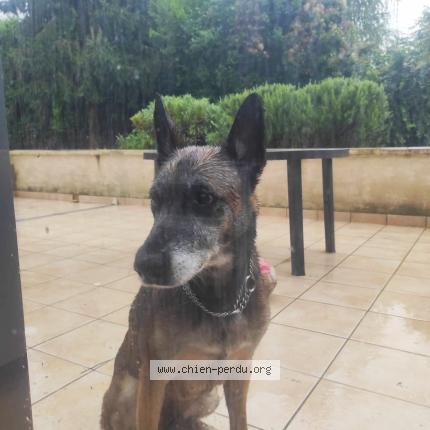 Photo de chien trouvé à Quincieux