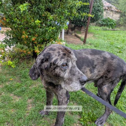 Photo de chien trouvé à Viens