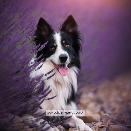 Photo de chien perdu à Marguerittes