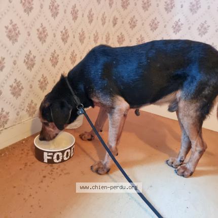 Photo 1/1 Chien retrouvé Trouvé à Le chatelet