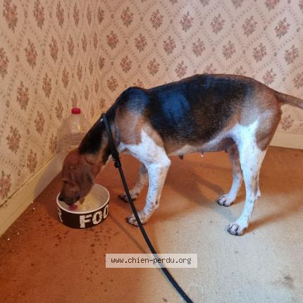 Photo de chien trouvé à Le Chatelet