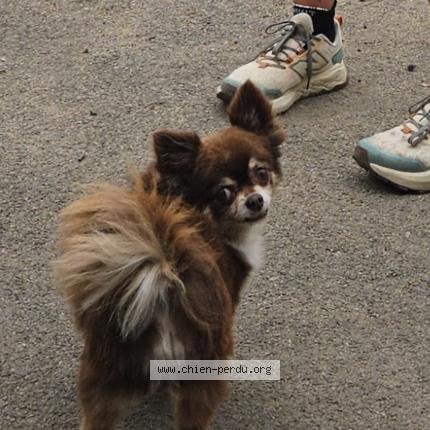 Photo 1/1 Chien retrouvé Perdu à Villers st sepulcre