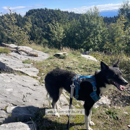 Photo 1/2 Chien retrouvé Perdu à Autrans