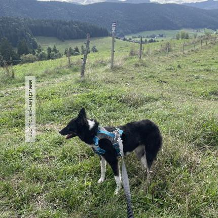 Photo 2/2 Chien retrouvé Perdu à Autrans