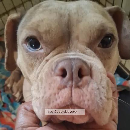 Photo 1/1 Faith Chien perdu à Little rock