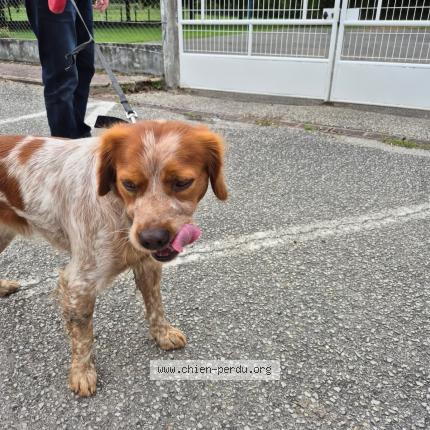 Photo 1/1 Chien retrouvé Trouvé à Authou