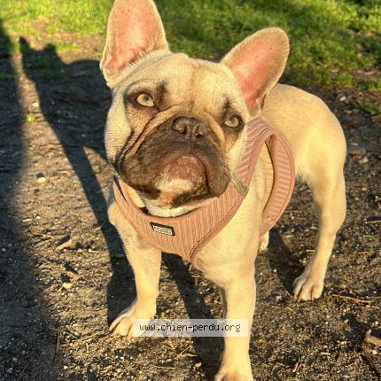 Photo de chien perdu à Talence