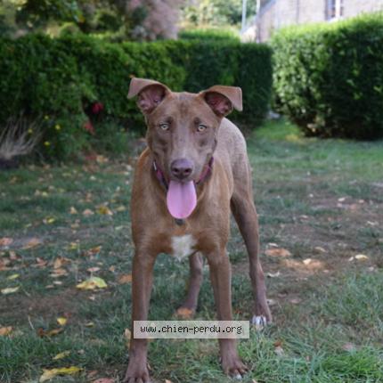 Photo de chien perdu à Dirinon