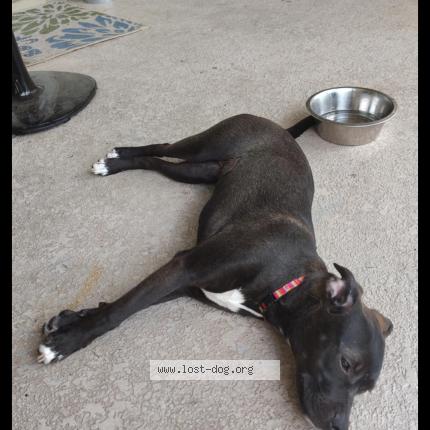 Photo de chien perdu à Allison Park