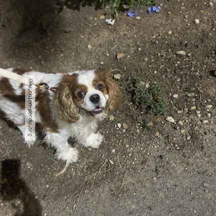 Photo de chien trouvé à Marseille