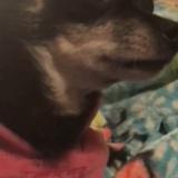 Photo de chien perdu à Caldwell