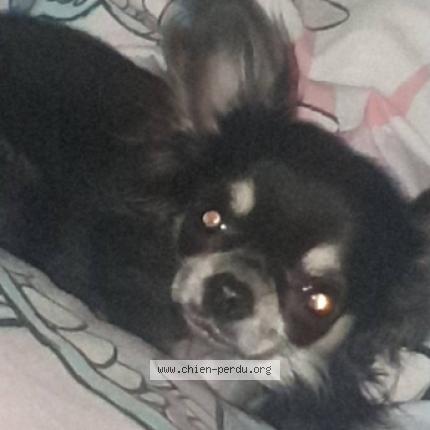 Photo 1/1 Chien retrouvé Perdu à Perpignan