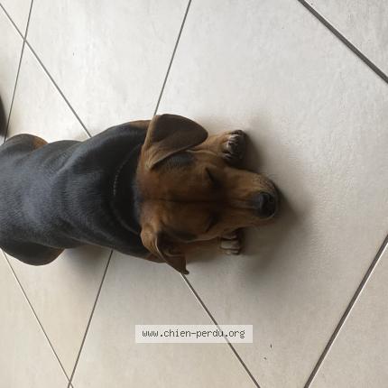 Photo de chien perdu à Lanfains