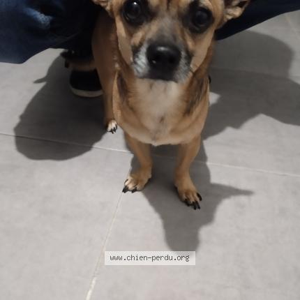 Photo 1/1 Chien retrouvé Trouvé à Plaisance du touch