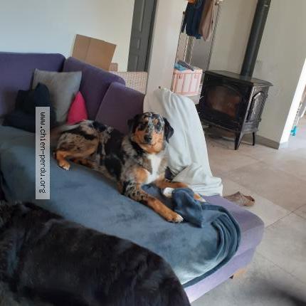 Photo 1/1 Bubble Chien perdu à Oursbelille