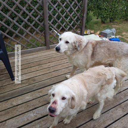 Photo de chien trouvé à Le Boulou