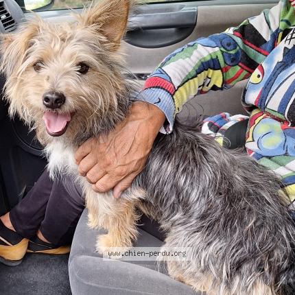 Photo de chien trouvé à Uchaux