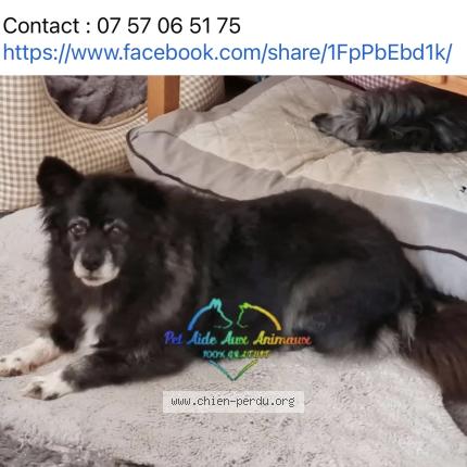 Photo 1/1 LADY Chien perdu à Isigny le buat