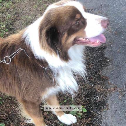 Photo 1/1 Ulk Chien perdu à Condat sur vienne